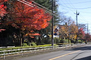 御所水通りの紅葉 2 - 富士森公園