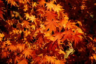 駐車場の紅葉の葉 - 富士森公園