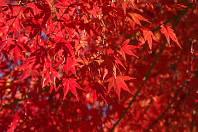 御所水通りの紅葉の葉 - 富士森公園
