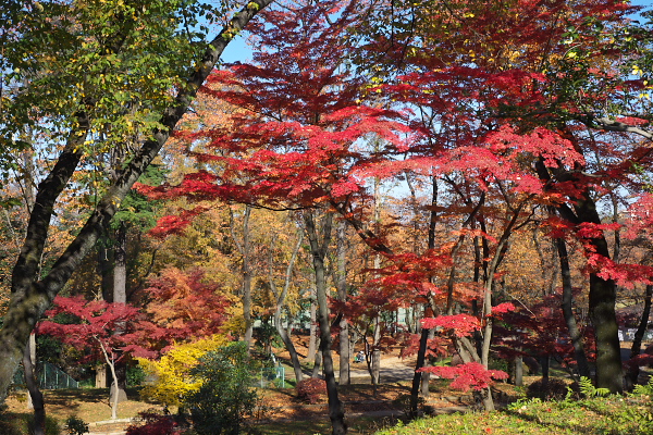 紅葉と桜の紅葉 - 富士森公園