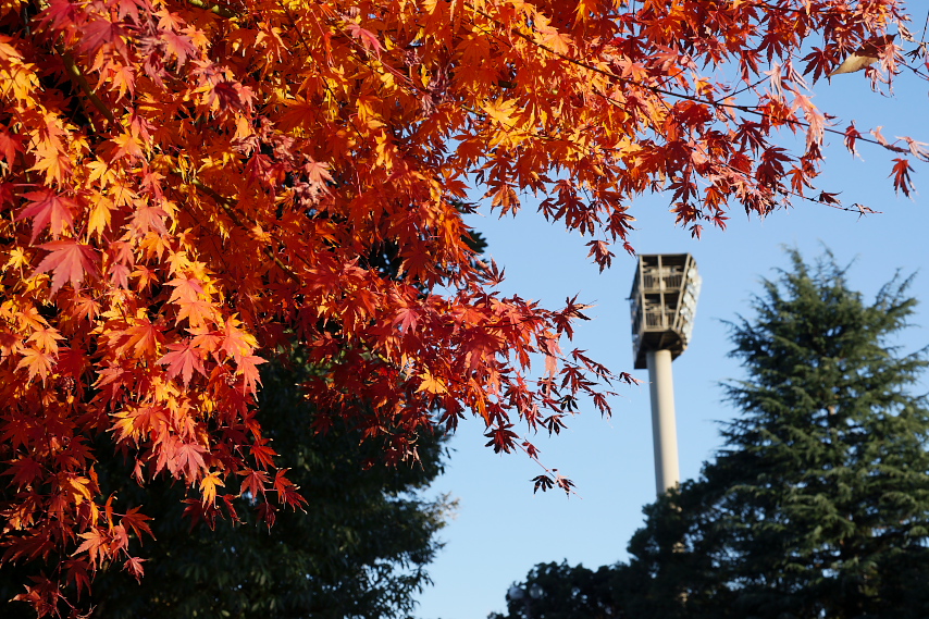 富士森公園の紅葉 - 八王子の点景