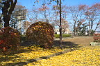 銀杏の落葉と紅葉した灯台躑躅 - 富士森公園