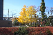 イチョウが黄葉した慰霊塔の区画 - 富士森公園