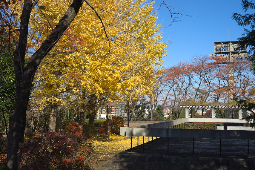 黄葉したイチョウを歩道から - 富士森公園