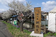 桜とハナダイコンが咲く参道 - 御所水弁財天
