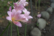 ナツズイセンの花 2 - 富士森公園