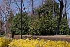 花が咲いたレンギョウの生垣 - 富士森公園