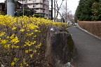 レンギョウの咲く歩道 - 富士森公園