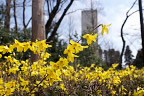 レンギョウの花と塔 - 富士森公園