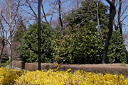 花が咲いたレンギョウの生垣 - 富士森公園