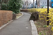 レンギョウの咲く内側の歩道 - 富士森公園
