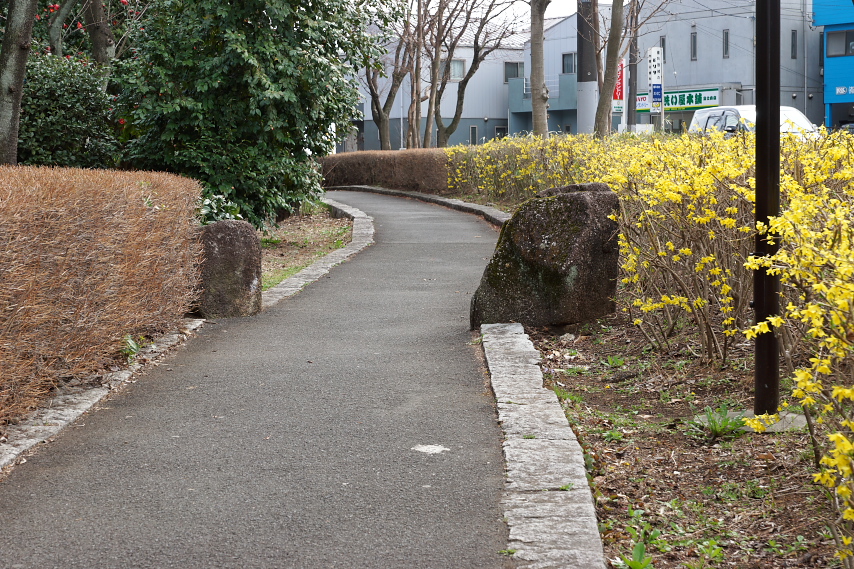 レンギョウの咲く内側の歩道 - 富士森公園
