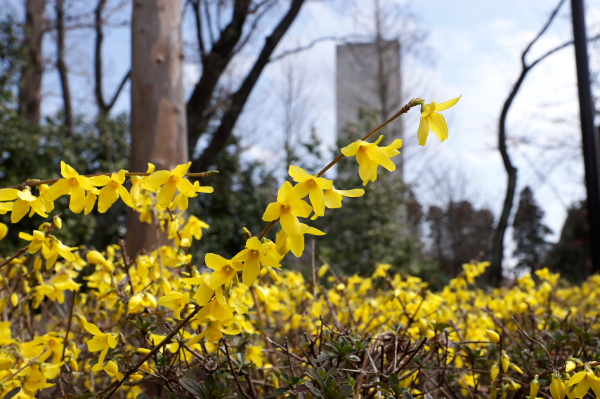 レンギョウの花と塔 - 富士森公園