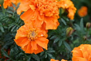 マリーゴールドの花 - 富士森公園駐車場花壇