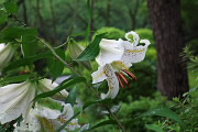 開花しはじめ頃、雨にぬれたヤマユリ - 富士森公園