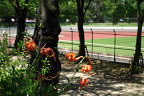 桜並木と陸上競技場を背景にオニユリ