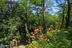 藤棚への斜面に咲くオニユリの花- 富士森公園