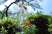 高く伸びて花をつけたオニユリ - 富士森公園
