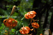 藤棚の斜面のオニユリの花 - 富士森公園