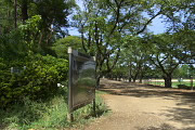 桜並木入口のユリ - 富士森公園