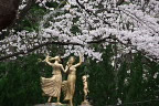 桜と平和の像 - 富士森公園