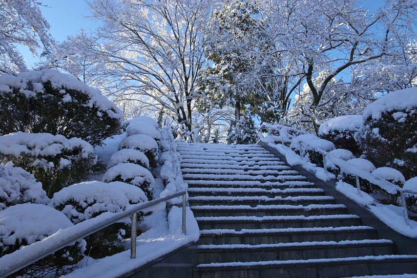 平和の像、雪の日の朝 - 富士森公園