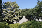 クマノミズキと彫刻「風祭」(小林亮介) - 富士森公園