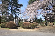 桜と彫刻「風の標識 No.2」(2013) - 富士森公園