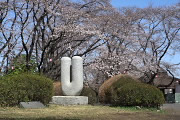 桜の開花と彫刻「風の標識 No.2」 - 富士森公園