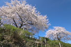 中段から桜 2013 - 台町見晴公園