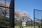 桜が咲く台町見晴公園、東入口 - 台町見晴公園