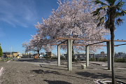 桜が咲いた遊具のエリア 2013 - 台町見晴公園