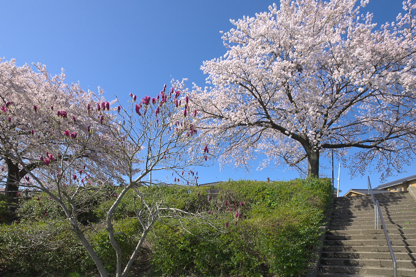 桜と木蓮 2013 - 台町見晴公園