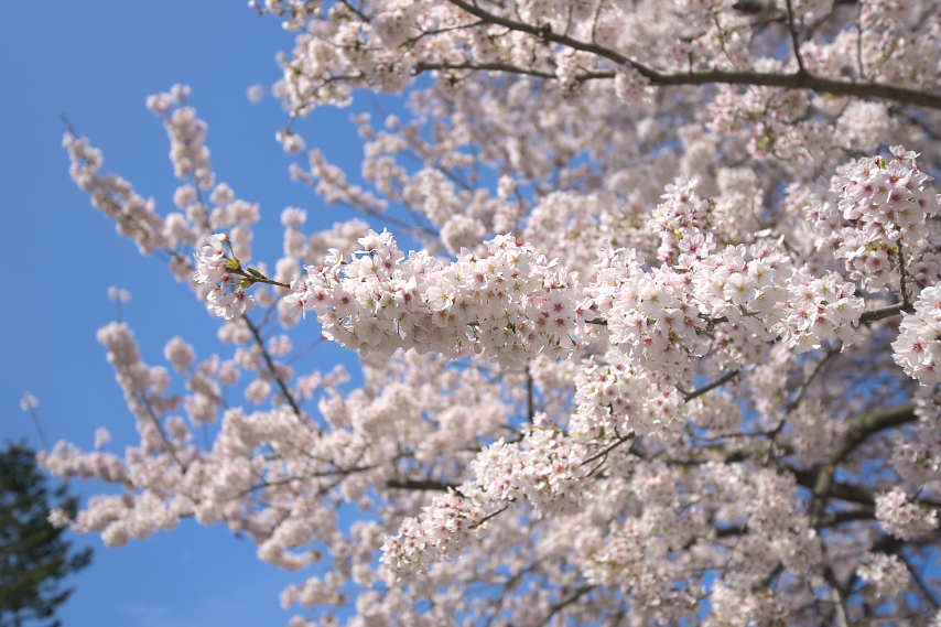 桜の花 2013 - 台町見晴公園
