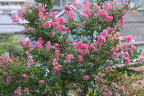 夏、サルスベリが多く咲いた頃 - 台町見晴公園