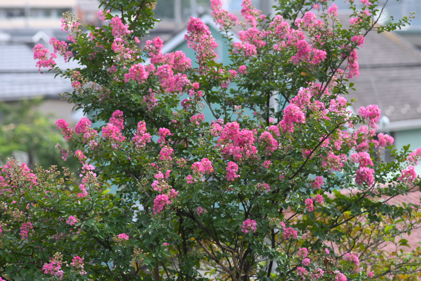 夏、サルスベリが多く咲いた頃 - 台町見晴公園