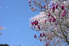 シモクレンと風に散る桜 - 台町見晴公園