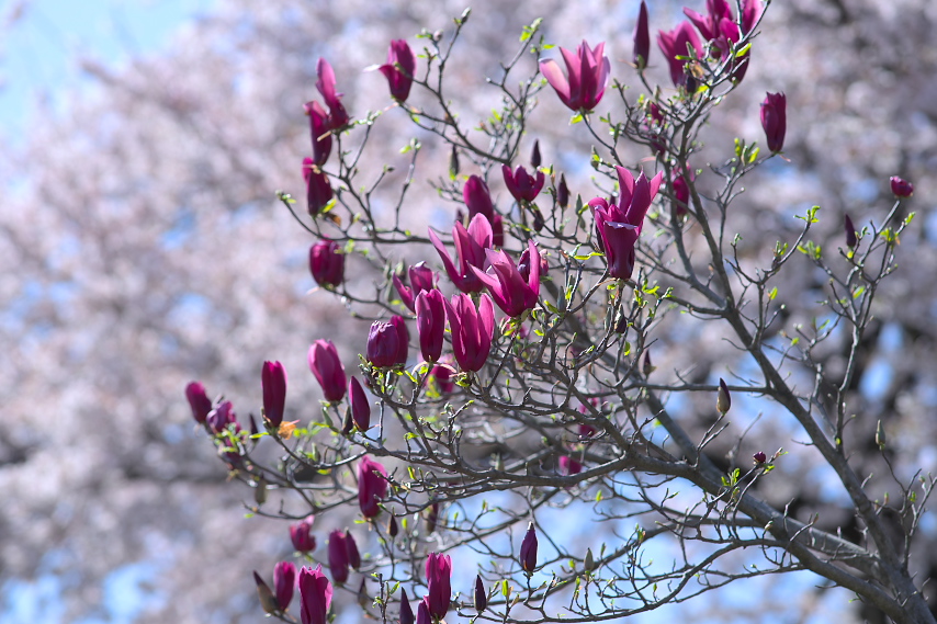 シモクレン 紫木蓮 の花 2 台町見晴公園 八王子の点景