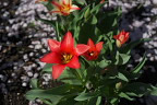 チューリップの花(赤) - 台町見晴公園