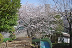 上段から桜 - 上野町公園