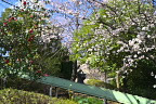 桜が咲く園内を東から - 上野町公園