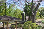 サクラが咲いた時の東屋の周り - 上野町公園