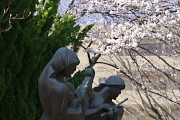 彫刻とサクラ - 上野町公園