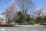 サクラが咲く上野町公園