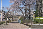 サクラが咲く西側入口 - 上野町公園