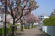 歩道の八重桜 - 上野町公園