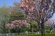 八重桜が咲いた西側歩道- 上野町公園