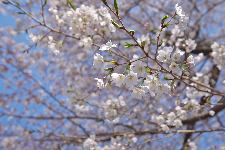 サクラ(桜) - 上野町公園