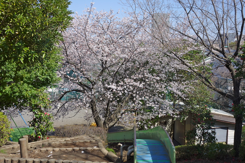 上段から桜 - 上野町公園