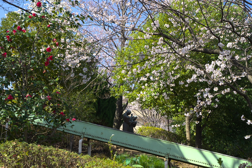 桜が咲く園内を東から - 上野町公園